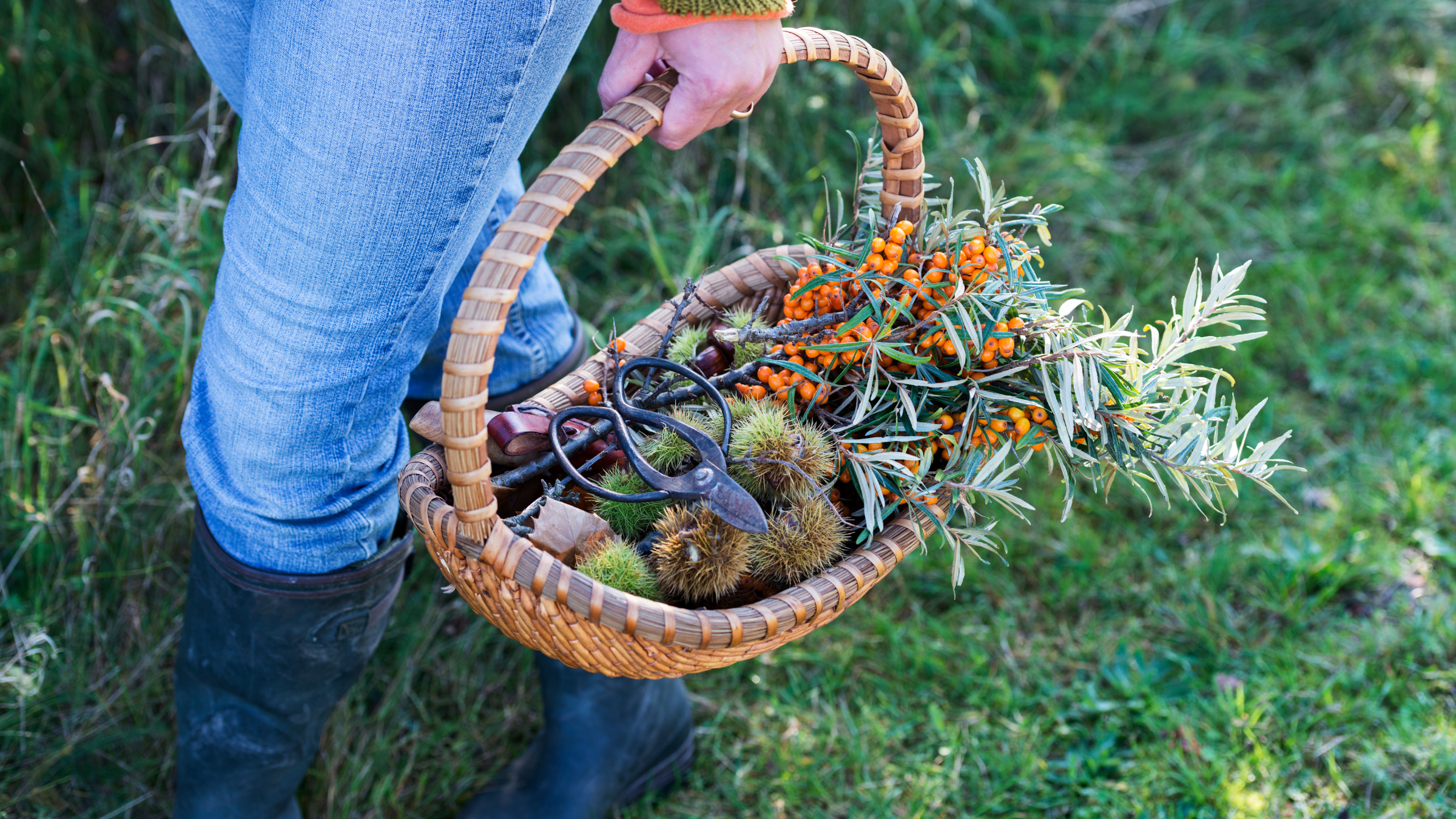 Exploring Our Partnership with Healing and Teaching Plants